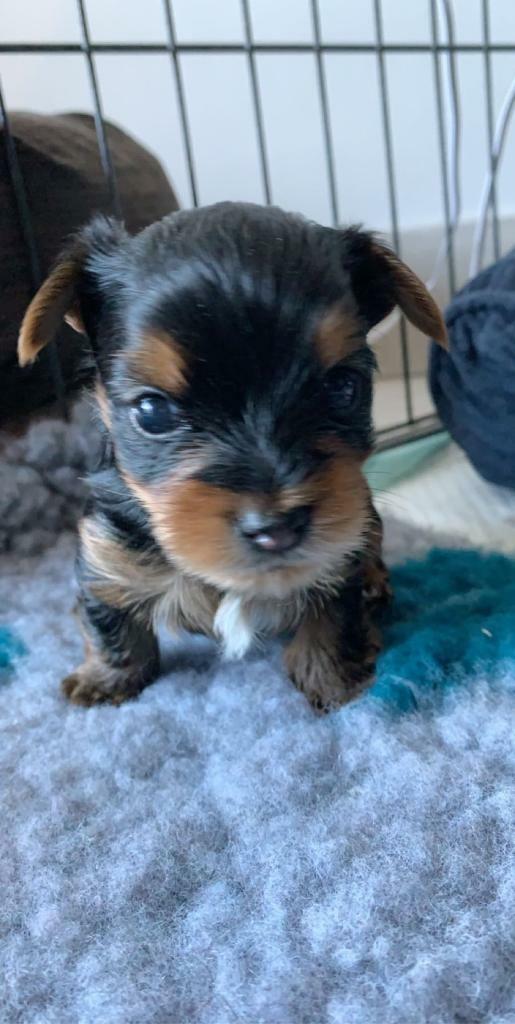 yorkshire terrier puppies for sale gumtree